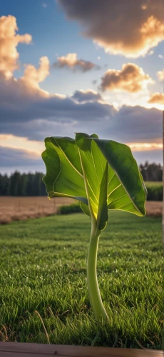 soybean oil,hedge bindweed,soybeans,photosynthesis,green soybeans,tulip tree,tulip poplar,stored sunflower,crop plant,snap pea,beefsteak plant,plant protection drone,growing green,vegetables landscape,sapling,spring leaf background,ginkgo leaf,milkweed,bindweed,ecological sustainable development,Photography,General,Realistic