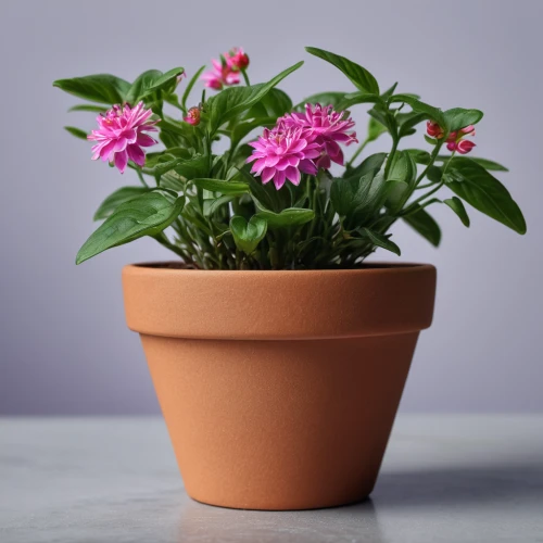 terracotta flower pot,potted flowers,androsace rattling pot,wooden flower pot,deep coral zinnia,flower pot holder,mixed cup plant,madagascar periwinkle,flowerpot,china aster,flower pot,potted plant,garden pot,container plant,senetti,flower bowl,plant pot,dahlia pink,zinnia angustifolia,pink chrysanthemum,Photography,General,Natural