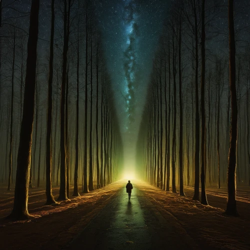 the mystical path,photo manipulation,photomanipulation,the path,forest of dreams,road of the impossible,fantasy picture,guiding light,parallel world,pathway,photoshop manipulation,the way of nature,conceptual photography,the way,forest road,parallel worlds,tree lined path,forest path,inner light,light bearer,Photography,Documentary Photography,Documentary Photography 38