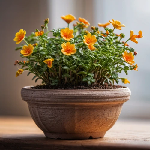 pot marigold,terracotta flower pot,calendula officinalis,tagetes flower,flower bowl,potted flowers,wooden flower pot,tagetes,tagetes patula,calenduleae,iceland poppy,calendula,garden marigold,calendula suffruticosa,sand coreopsis,orange marigold,calendula flower,flowerpot,the garden marigold,flower pot,Photography,General,Natural