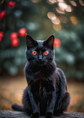 christmas cat,fire red eyes,red eyes,black cat,hollyleaf cherry,orange eyes,christmas photo,yellow eyes,feral cat,jiji the cat,cat's eyes,halloween black cat,golden eyes,gray cat,blue eyes cat,pet black,cat,cat with blue eyes,red-eye effect,red cat,Photography,General,Cinematic