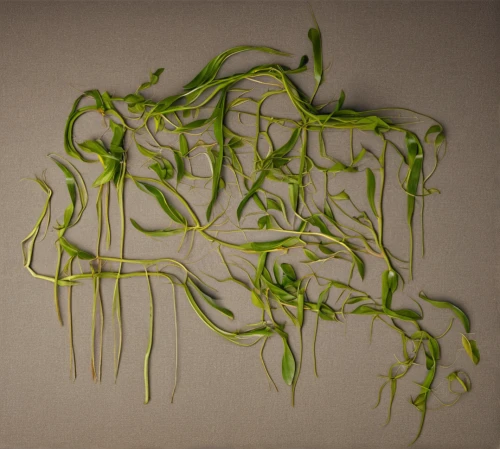 vine tendrils,cellophane noodles,tendril,drawing with light,light drawing,tendrils,bean sprouts,alfalfa sprouts,fennel pondweed,water spinach,grass fronds,glass noodle salad,garden cress,rhizome,green folded paper,kelp,radicans,wild celery,plant veins,grass seeds,Photography,General,Realistic