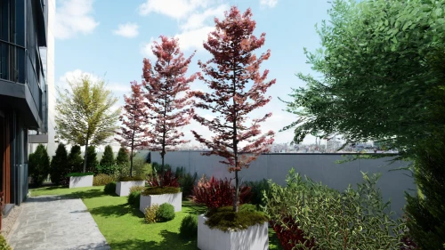 landscape design sydney,garden design sydney,landscape designers sydney,3d rendering,thuja,render,landscaping,ordinary robinia,conifers,corten steel,blue spruce,potted tree,astilbe,ordinary boxwood beech trees,ornamental shrubs,roof garden,dwarf tree,robinia,flourishing tree,3d rendered