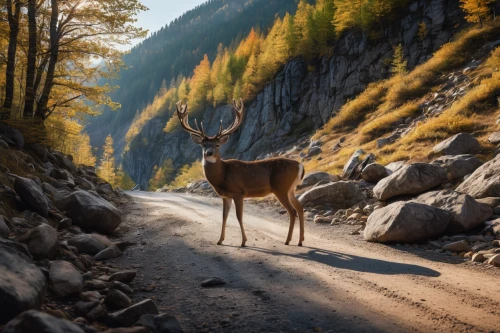 european deer,berchtesgaden national park,mule deer,pere davids deer,deers,pere davids male deer,white-tailed deer,slowinski national park,east tyrol,deer-with-fawn,elk,deer in tears,male deer,wild animals crossing,deer,south tyrol,alpine route,south-tirol,eastern switzerland,red deer