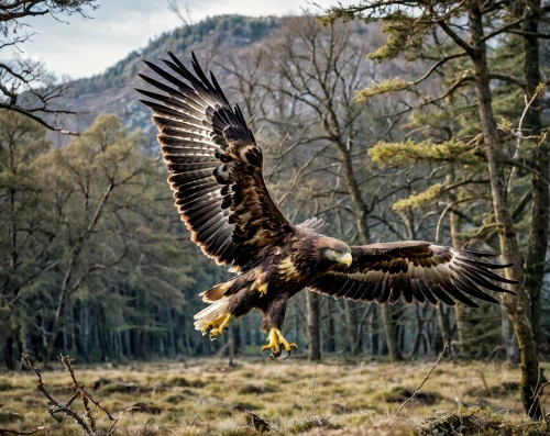white tailed eagle,white-tailed eagle,golden eagle,buzzard,of prey eagle,harris hawk in flight,falconry,eagle,red kite,bird of prey,mongolian eagle,king buzzard,flying hawk,bald eagle,sea eagle,red kite perched,buteo,trossachs national park - dunblane,african eagle,steppe eagle