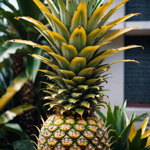 pineapple plant,ananas,pineapple basket,pinapple,pineapple wallpaper,pineapple pattern,house pineapple,ananas comosus,mini pineapple,pineapple background,a pineapple,pineapple,pineapple head,young pineapple,small pineapple,pineapple top,fresh pineapples,pineapple flower,fir pineapple,pineapple farm,Photography,General,Cinematic