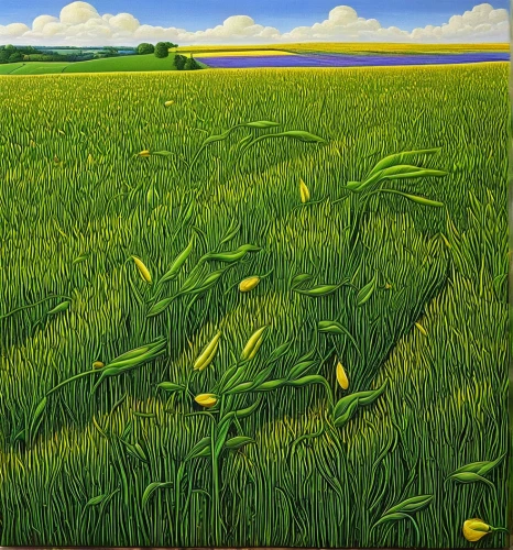 green wheat,ricefield,yellow grass,wheat crops,wheat field,the rice field,rice field,agricultural,barley field,cultivated field,field of cereals,green fields,wheat fields,rice fields,wheat ears,strand of wheat,rural landscape,rye in barley field,cropland,paddy field,Conceptual Art,Daily,Daily 23