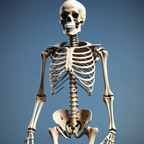 skeletal,human skeleton,vintage skeleton,skeleton,skeletal structure,skeleltt,calcium,bone,skeletons,day of the dead skeleton,bones,wood skeleton,bowl bones,skull bones,medical radiography,femur,anatomical,anatomy,orthopedic,chiropractic,Photography,General,Realistic