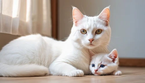 turkish van,japanese bobtail,baby with mom,oriental shorthair,cat family,white cat,mother and son,turkish angora,mother and baby,mother and infant,mother and child,mother with child,mother and daughter,mom and kittens,little girl and mother,father and daughter,mom and daughter,blue eyes cat,cute cat,cat with blue eyes,Photography,General,Natural