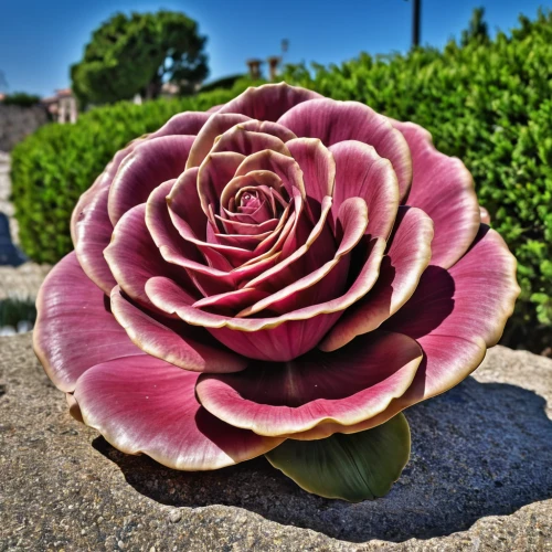 aeonium tabuliforme,julia child rose,bicolored rose,landscape rose,historic rose,potato rose,hybrid tea rose,etlingera corneri,two-tone heart flower,radicchio,porcelain rose,rosy garlic,disney rose,ornamental onion,ground rose,shrub rose,desert rose,bicolored flower,rosette,succulent plant,Photography,General,Realistic