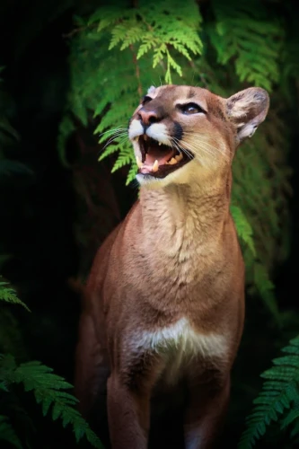 great puma,mountain lion,cougar,cougar head,fossa,puma,tiger png,felidae,cub,panthera leo,geometrical cougar,roaring,roar,to roar,lioness,forest animal,king of the jungle,female lion,forest king lion,baby laughing