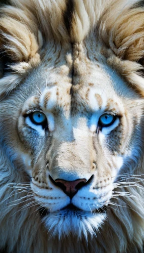 white lion,lion white,lion,lion - feline,panthera leo,lion head,lioness,lionesses,african lion,skeezy lion,lion number,two lion,liger,stone lion,male lion,lions,lion cub,lion father,forest king lion,female lion,Photography,Artistic Photography,Artistic Photography 10