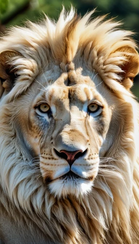 male lion,lion head,lion,african lion,white lion,lion - feline,panthera leo,lion white,forest king lion,skeezy lion,female lion,king of the jungle,lion number,liger,male lions,lioness,two lion,lion father,little lion,lion cub,Photography,General,Realistic