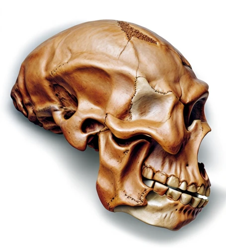 human skull,skull illustration,skull,fetus skull,scull,skull sculpture,x-ray of the jaw,a pistol shaped gland,skull bones,babelomurex finchii,skull with crown,skull drawing,jaw,skull statue,animal skull,mandible,cranium,neanderthal,skull mask,paraxerus