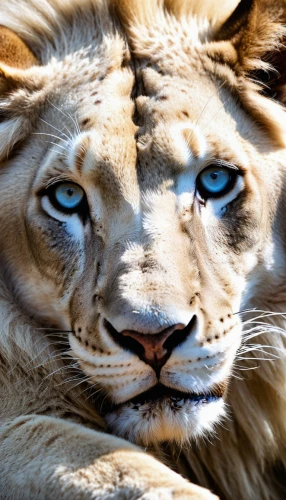 panthera leo,lioness,african lion,liger,female lion,lion,lion - feline,male lion,white lion,lionesses,lion head,lion white,lion cub,regard,lion number,male lions,king of the jungle,scar,skeezy lion,two lion,Photography,Artistic Photography,Artistic Photography 09