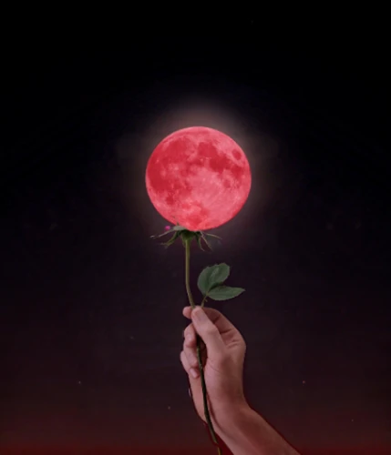 blood moon,blood moon eclipse,rose png,lunar eclipse,blue moon rose,romantic rose,rose flower illustration,moon addicted,arrow rose,photo manipulation,valentines day background,full moon day,passion bloom,hanging moon,big moon,valentine background,herfstanemoon,moonrise,landscape rose,photomanipulation