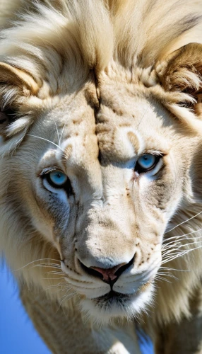 white lion,panthera leo,lion head,lion,african lion,male lion,lion white,lion - feline,lioness,female lion,lion cub,skeezy lion,lion number,photo shoot with a lion cub,forest king lion,male lions,king of the jungle,two lion,liger,lions,Photography,Artistic Photography,Artistic Photography 09