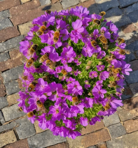 senetti,european michaelmas daisy,new england aster,aromatic aster,farmers market petunias,aubretia,petunias,barberton daisies,new york aster,ice plant family,potted flowers,autumn asters,ice plant,barberton daisy,china aster,perennial asters,asters,flowers in wheel barrel,basket with flowers,garden petunia,Photography,General,Realistic