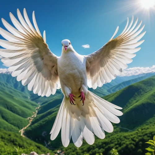 dove of peace,doves of peace,peace dove,white dove,beautiful dove,white eagle,seagull in flight,white pigeon,pigeon flying,white grey pigeon,beautiful bird,bird png,bird in flight,bird flying,holy spirit,cockatoo,seagull flying,doves,white pigeons,inca dove,Photography,General,Realistic
