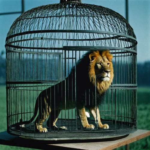 captivity,will free enclosure,prisoner,cage,animal containment facility,queen cage,endangered,animal zoo,liger,prison,lion,animal photography,enclosure,fool cage,arbitrary confinement,deep zoo,king of the jungle,animalia,circus animal,panthera leo,Photography,Documentary Photography,Documentary Photography 15
