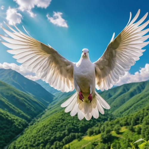 dove of peace,doves of peace,peace dove,white eagle,beautiful dove,white dove,white pigeon,seagull in flight,beautiful bird,white grey pigeon,holy spirit,bird perspective,pigeon flying,bird photography,seagull,bird flying,bird in flight,cockatiel,seagull flying,field pigeon,Photography,General,Realistic