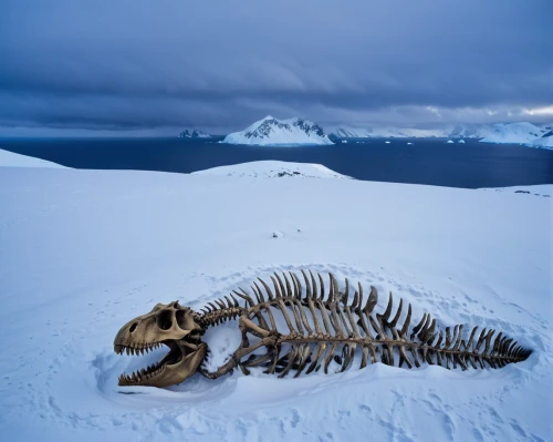 antarctic flora,dall's sheep,barren ground caribou,dinosaur skeleton,hare of patagonia,beagle channel,lion's skeleton,cattle skull,crampons,winter animals,nunatak,yukon territory,arctic antarctica,straw animal,art forms in nature,patagonia,animal grave,centipede,wampum snake,gila monster,Photography,Documentary Photography,Documentary Photography 31