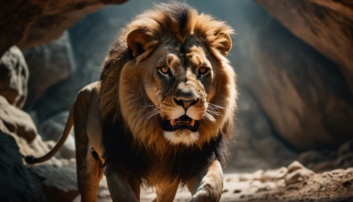 panthera leo,king of the jungle,lion,male lion,african lion,lion father,forest king lion,roaring,to roar,skeezy lion,scar,lion number,roar,lion head,female lion,lioness,two lion,male lions,lion white,lion's coach,Photography,General,Cinematic