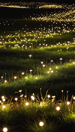 fireflies,landscape lighting,ricefield,garland lights,tea-lights,garland of lights,fairy lights,rice field,the rice field,blooming grass,paddy field,yamada's rice fields,environmental art,luminous garland,ambient lights,sea arrowgrass,lights serenade,rice fields,string of lights,tea lights,Photography,General,Realistic