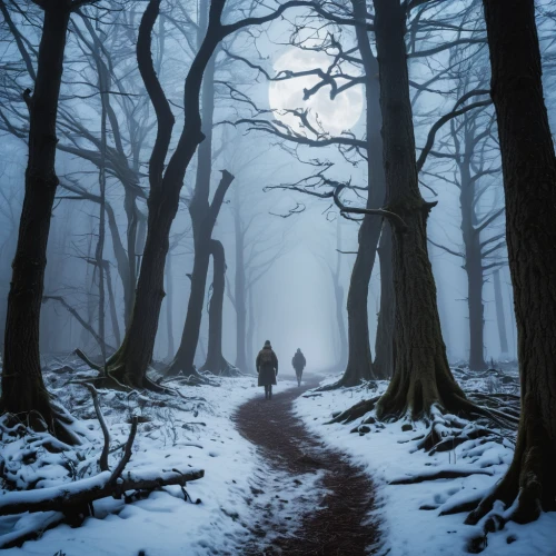 winter forest,forest walk,forest path,foggy forest,snow trail,winter landscape,the mystical path,snow scene,germany forest,haunted forest,hiking path,black forest,snow landscape,wooden path,northern black forest,winter background,the path,winter magic,enchanted forest,winter dream,Photography,General,Realistic