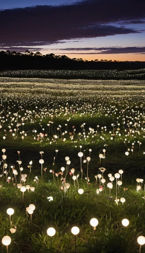 field of flowers,flowers field,cotton grass,australian daisies,flower field,daffodil field,tulip field,cosmos field,blooming field,night-blooming cactus,field flowers,tulips field,dandelion field,tulip fields,field of cereals,bulbs,flowers of the field,white water lilies,white daisies,chives field,Photography,General,Realistic