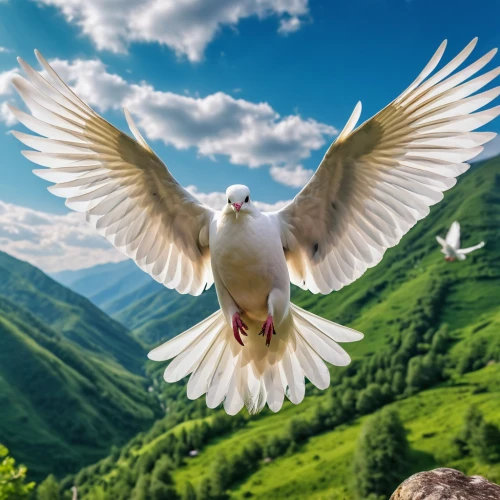 dove of peace,doves of peace,peace dove,white eagle,beautiful dove,white dove,pigeon flying,bird in flight,bird flying,white pigeon,seagull in flight,white grey pigeon,beautiful bird,bird photography,bird png,homing pigeon,cockatiel,holy spirit,bird perspective,nature bird,Photography,General,Realistic