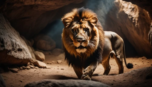 panthera leo,king of the jungle,african lion,male lion,forest king lion,lion,to roar,female lion,lion father,roaring,scar,skeezy lion,lioness,male lions,roar,lionesses,wildlife,lion's coach,leo,lion number,Photography,General,Cinematic