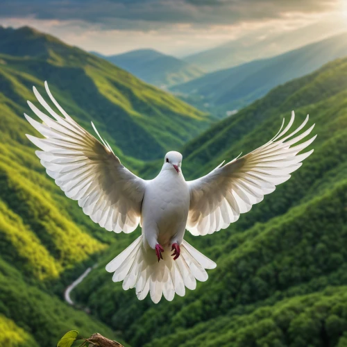 dove of peace,doves of peace,peace dove,white dove,beautiful dove,white eagle,seagull in flight,holy spirit,bird in flight,bird perspective,beautiful bird,black-winged kite,bird flying,white bird,seagull flying,white pigeon,bird photography,pigeon flying,dove,nature bird,Photography,General,Natural