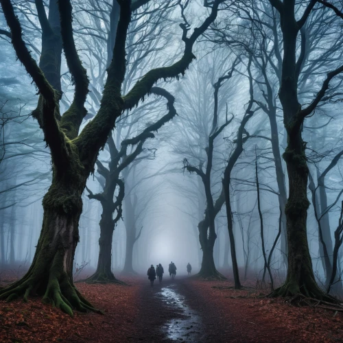 foggy forest,haunted forest,germany forest,beech trees,autumn fog,enchanted forest,the mystical path,forest walk,beech forest,forest path,tree lined path,fairytale forest,foggy landscape,halloween bare trees,love in the mist,fallen trees on the,crooked forest,deciduous forest,hollow way,forest of dean,Photography,General,Realistic