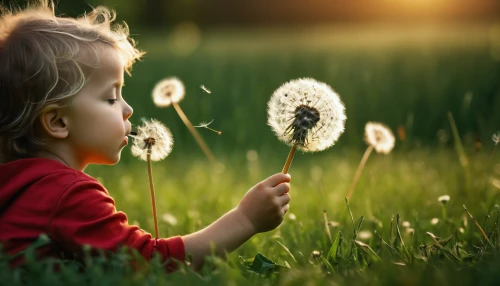 dandelion background,dandelion flying,little girl in wind,dandelion,dandelion field,dandelion flower,dandelions,girl picking flowers,dandelion meadow,dandelion seeds,girl in flowers,common dandelion,flying dandelions,picking flowers,grass blossom,children's background,flower background,taraxacum,meadow play,black and dandelion,Photography,General,Fantasy