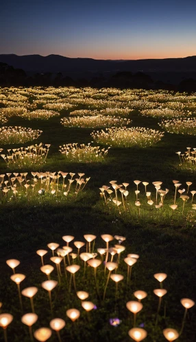 tea lights,tea-lights,field of flowers,fairy lanterns,chinese lanterns,angel lanterns,candlelights,night-blooming cactus,australian cemetery,lanterns,scattered flowers,japanese paper lanterns,tealights,australian daisies,torch lilies,tulip festival,candlelight,tribute in lights,environmental art,lilies of the valley,Photography,General,Cinematic