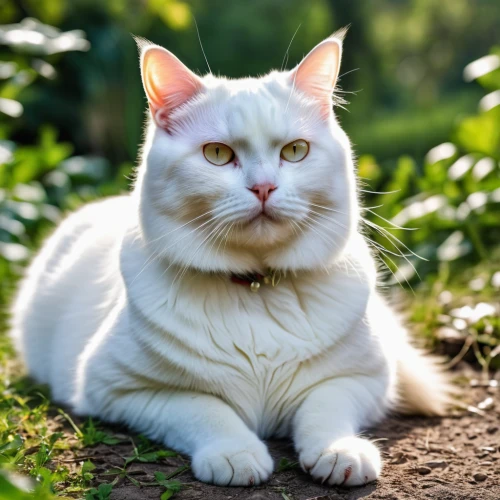 turkish angora,white cat,american curl,turkish van,japanese bobtail,napoleon cat,polydactyl cat,breed cat,british longhair cat,kurilian bobtail,domestic long-haired cat,cat european,norwegian forest cat,cute cat,chinese pastoral cat,siberian cat,cat image,american bobtail,european shorthair,american shorthair,Photography,General,Realistic