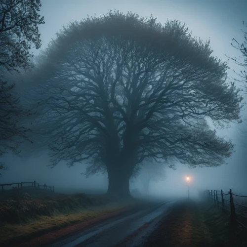 foggy landscape,autumn fog,dense fog,early fog,veil fog,creepy tree,isolated tree,fog banks,morning mist,ground fog,foggy forest,fog,morning fog,ring fog,mist,love in the mist,foggy,lone tree,high fog,the fog,Photography,General,Fantasy
