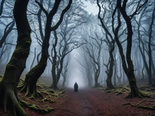 haunted forest,foggy forest,hollow way,the mystical path,forest walk,the woods,crooked forest,forest path,germany forest,enchanted forest,black forest,the forest,forest dark,forest of dean,the path,forest of dreams,hooded man,forest man,sleepwalker,forest road,Photography,General,Realistic