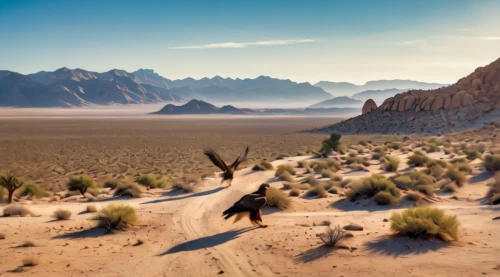 desert desert landscape,desert landscape,valley of fire state park,desert racing,valley of fire,desert background,the desert,mojave desert,capture desert,desert,desert run,arid landscape,mojave,argentina desert,gobi desert,desert plants,the gobi desert,high desert,desert cottontail,crescent dunes