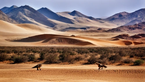 the gobi desert,gobi desert,desert desert landscape,desert landscape,camels,namib desert,dromedaries,arid landscape,dune landscape,namib,the atacama desert,argentina desert,libyan desert,desert background,capture desert,xinjiang,namibia,desertification,namib rand,turpan