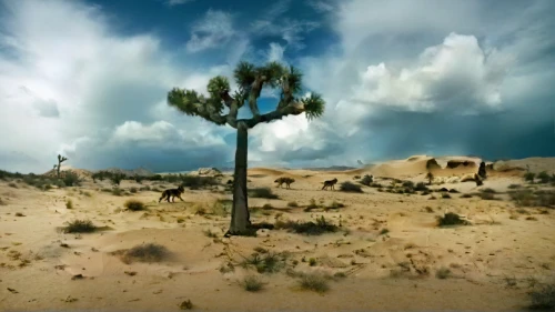 joshua trees,arid landscape,desert desert landscape,capture desert,desert landscape,arid land,arid,desert background,mojave desert,argan trees,the desert,desert palm,desertification,virtual landscape,joshua tree national park,argan tree,argentina desert,libyan desert,negev desert,desert