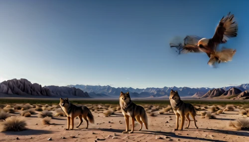 flying dogs,chukar,desert buzzard,antelope squirrels,hunting dogs,bird flight,flying dog,chukar partridge,feathered race,birds in flight,steppe eagle,falconiformes,falconry,bird bird-of-prey,mountain hawk eagle,steppe buzzard,capture desert,mojave desert,wild birds,animal migration