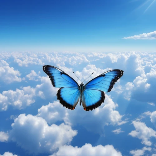 blue butterfly background,sky butterfly,butterfly background,butterfly isolated,isolated butterfly,ulysses butterfly,blue butterfly,aurora butterfly,butterfly vector,butterfly,blue butterflies,flutter,hesperia (butterfly),butterfly effect,morpho,morpho butterfly,butterfly clip art,large aurora butterfly,c butterfly,mazarine blue butterfly,Photography,General,Realistic