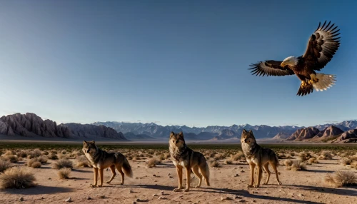 antelope squirrels,steppe eagle,desert buzzard,mountain hawk eagle,chukar partridge,chukar,falconiformes,mojave desert,desert desert landscape,desert landscape,capture desert,feathered race,hawk animal,steppe buzzard,falconry,desert background,wild birds,mongolian eagle,birds in flight,bird bird-of-prey