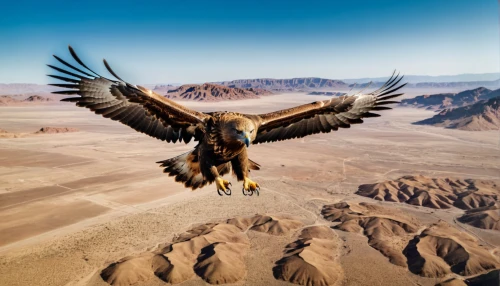 steppe eagle,mongolian eagle,mountain hawk eagle,african eagle,desert buzzard,golden eagle,of prey eagle,harris hawk in flight,flying hawk,california condor,african fishing eagle,giant sea eagle,harris hawk,griffon vulture,sea eagle,steppe buzzard,hawk animal,bird of prey,eagles,eagle