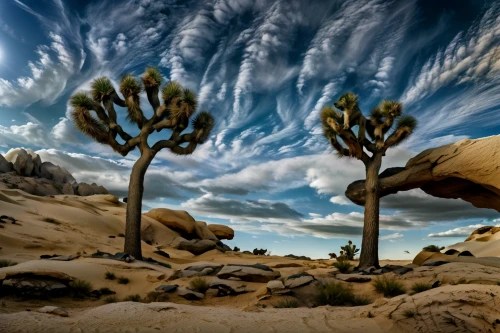 joshua trees,joshua tree national park,desert desert landscape,desert landscape,arid landscape,desert plant,capture desert,desert plants,desert palm,mojave,arid,stone desert,mojave desert,desert,desert background,dragon tree,dune landscape,the desert,arid land,spitzkoppe