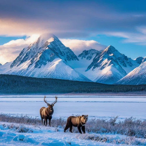 elk,caribou,alaska,yukon territory,mountain tundra,jasper national park,snowy mountains,banff,paine national park,canadian rockies,alberta,united states national park,denali,bow valley,banff national park,teton,elk reposing on lateral moraine,tundra,montana,grand teton,Photography,General,Realistic