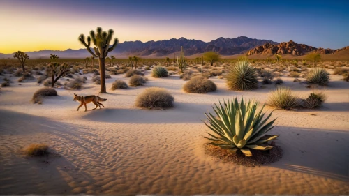 desert desert landscape,desert landscape,desert plant,desert plants,capture desert,desert background,flowerful desert,arid landscape,desert flower,desert fox,the desert,mojave desert,agave nectar,desert cottontail,desert,landscapre desert safari,mojave,desert run,mesquite flats,sonoran desert