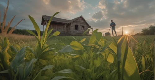 farmstead,corn field,grain field,cornfield,prairie,grain field panorama,salt meadow landscape,wheat field,farm landscape,cattails,home landscape,yellow grass,rural landscape,bed in the cornfield,digital compositing,in the tall grass,wheat fields,meadow landscape,blade of grass,little church,Photography,General,Natural